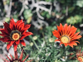 Close-up of red orange flower