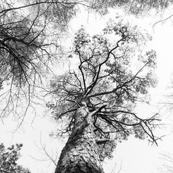 Low angle view of bare trees against sky