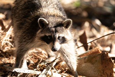 Young raccoon procyon lotor marinus forages for food in naples florida among the forest.