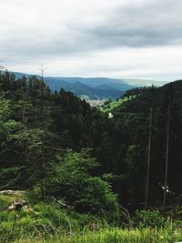 Trees in forest against sky