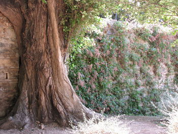 Close-up of tree trunk in forest