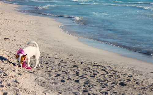 Female puppy of dog breed jack russell terrier by sea on white sandy beach rosignano tuscany