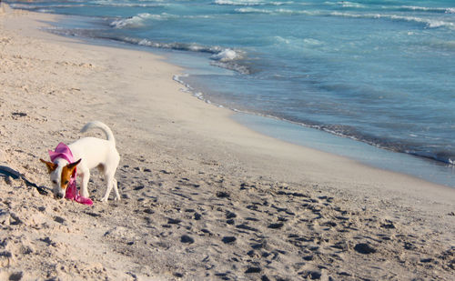 Dog on beach