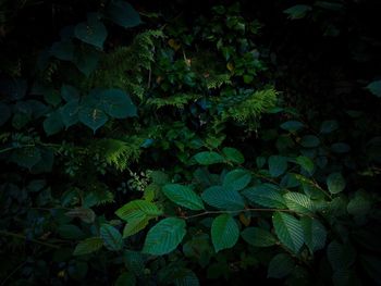 High angle view of leaves on field