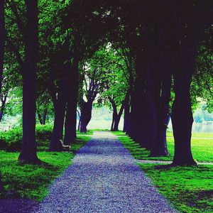 Pathway along trees in park