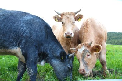 Cows on field