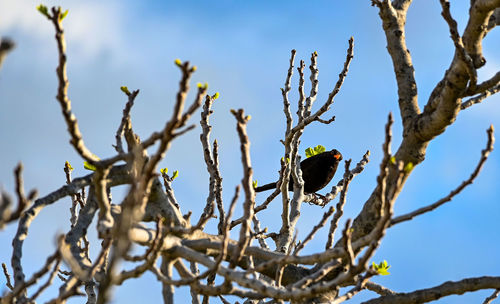 Low angle view of bird perching on branch