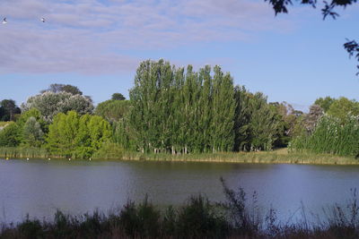 Scenic view of lake by trees against sky