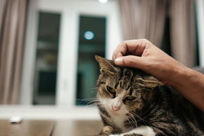 Cat looking at camera