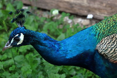 Close-up of peacock