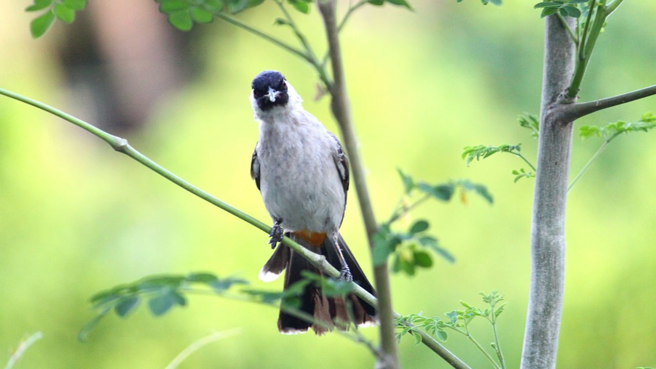 animal themes, one animal, animals in the wild, bird, wildlife, focus on foreground, perching, full length, selective focus, zoology, nature, day, green color, beak, no people, vibrant color, beauty in nature