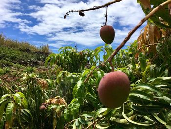 Close-up of apples growing on tree against sky