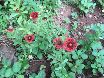 High angle view of various flowers blooming outdoors