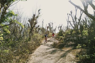 Man walking amidst trees against sky