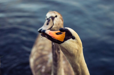 Close-up of 2 swan babys in lake