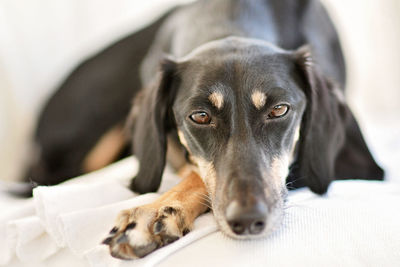 Close-up portrait of dog lying down