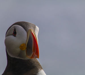 Close-up of a bird looking away