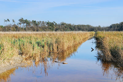 Scenic view of swamp with reed next to do baltic sea against sky. darss peninsula