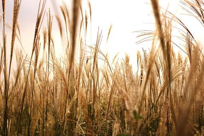 Close-up of stalks growing in field against sky