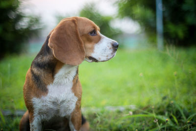 Dog sitting on field