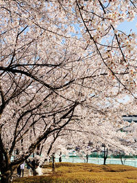 Cherry blossom tree in park