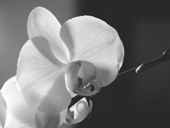Close-up of white orchid