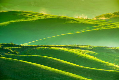 Full frame shot of green leaves