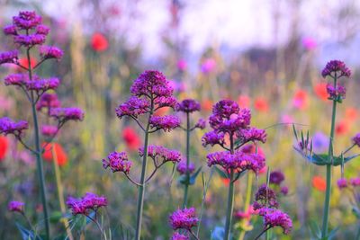 Close-up of pink flowering plants on field