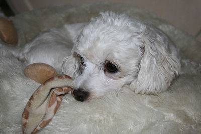 High angle view of dog looking away