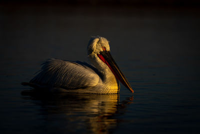 Close-up of pelican