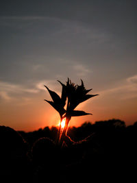 Close-up of silhouette plant against sky at sunset