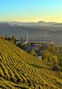 Scenic view of agricultural field against sky during sunset