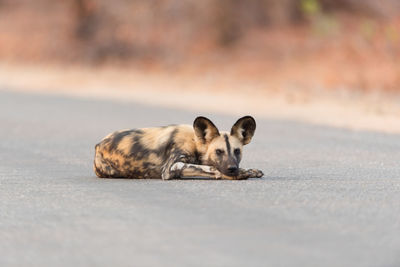 Portrait of a relaxed on the road