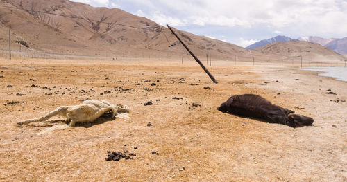 Scenic view of desert