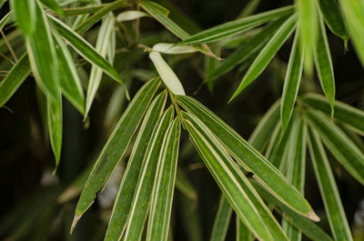 Close-up of wet green leaves