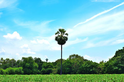 Low angle view of trees on field against sky