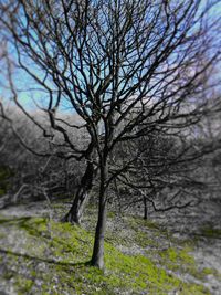 Bare trees against sky