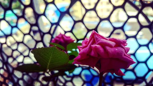 Close-up of flowers against blurred background