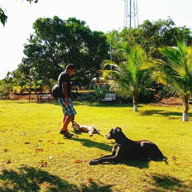 tree, full length, grass, park - man made space, leisure activity, lifestyles, sunlight, playing, green color, animal themes, field, casual clothing, sitting, relaxation, park, childhood, shadow, growth