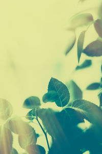 Close-up of leaves on plant
