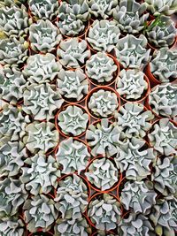 Directly above shot of succulent plant at nursery