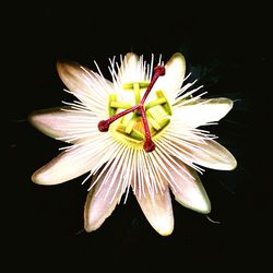 Close-up of flower against black background