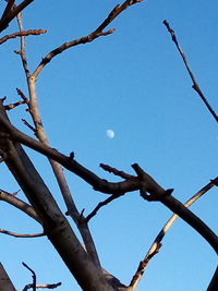 Low angle view of bare tree against clear blue sky