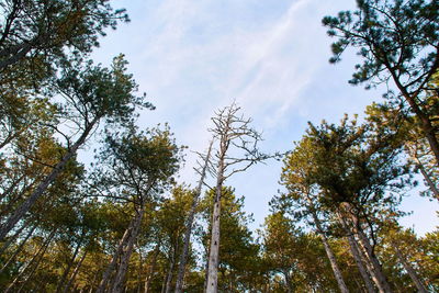 Low angle view of trees against sky