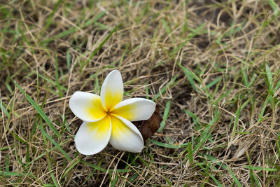 Close-up of yellow flower on field