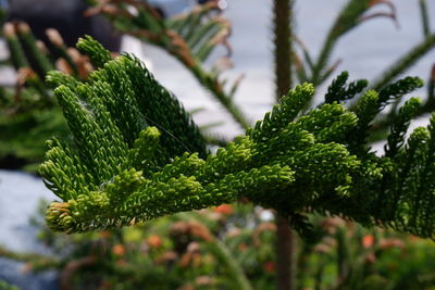 Close-up of pine tree