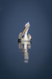 Close-up of pelican on lake