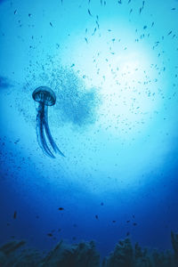 Close-up of jellyfish swimming in water