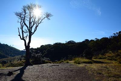 Trees growing on land against sky