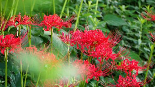 Close-up of red flowering plants